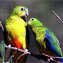 Hope for resurrecting a functionally extinct parrot or squandered social capital? Landholder attitudes towards the orange-bellied parrot (Neophema chrysogaster) in Victoria, Australia
